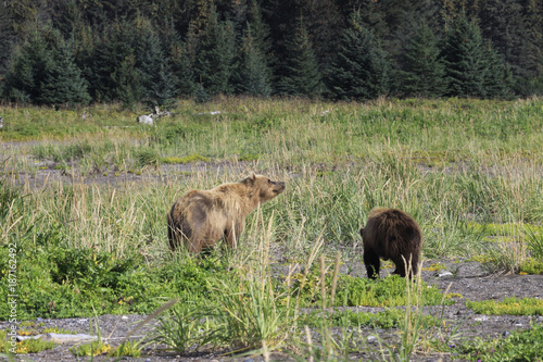 Brown Bear AKA Grizzly on Lake Clark National Refuge in Alaska 