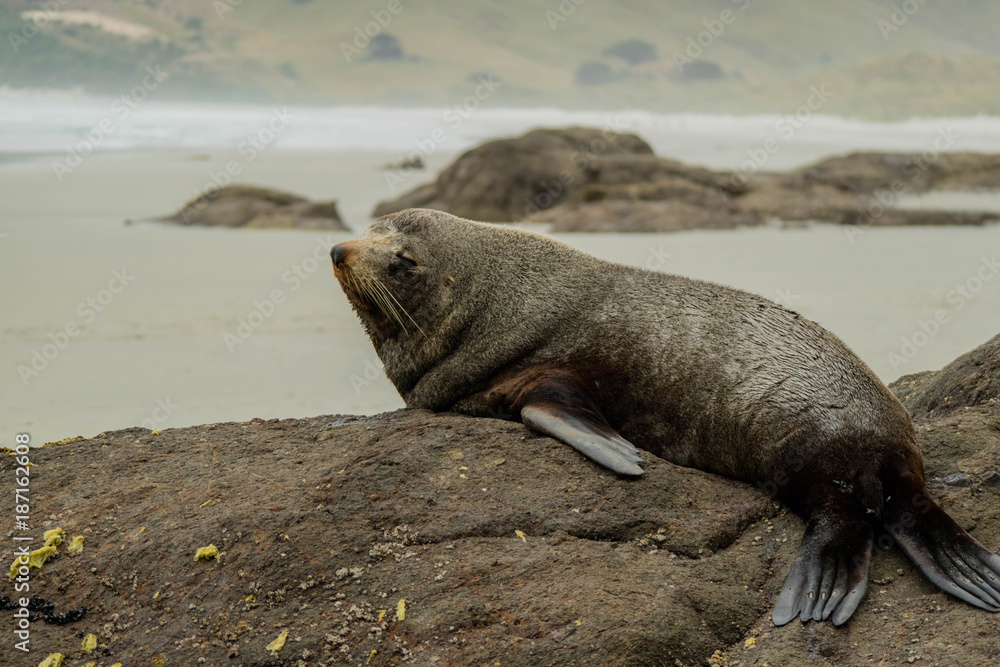 Fototapeta premium New Zealand animals