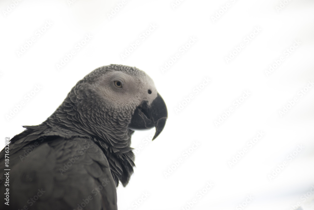Naklejka premium African Parrot
