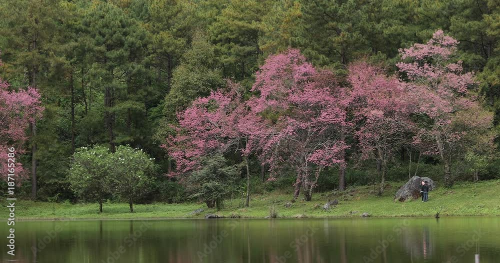 beautiful landscape with pink wild himalayan cherry flower blossom blooming in nature forest, place of travel winter season in doi inthanon national park chiang mai, thailand beautiful landscape with pink wild himalayan cherry flower blossom blooming in nature forest, place of travel winter season in doi inthanon national park chiang mai, thailand