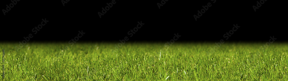 Perfect green background by the fresh grass