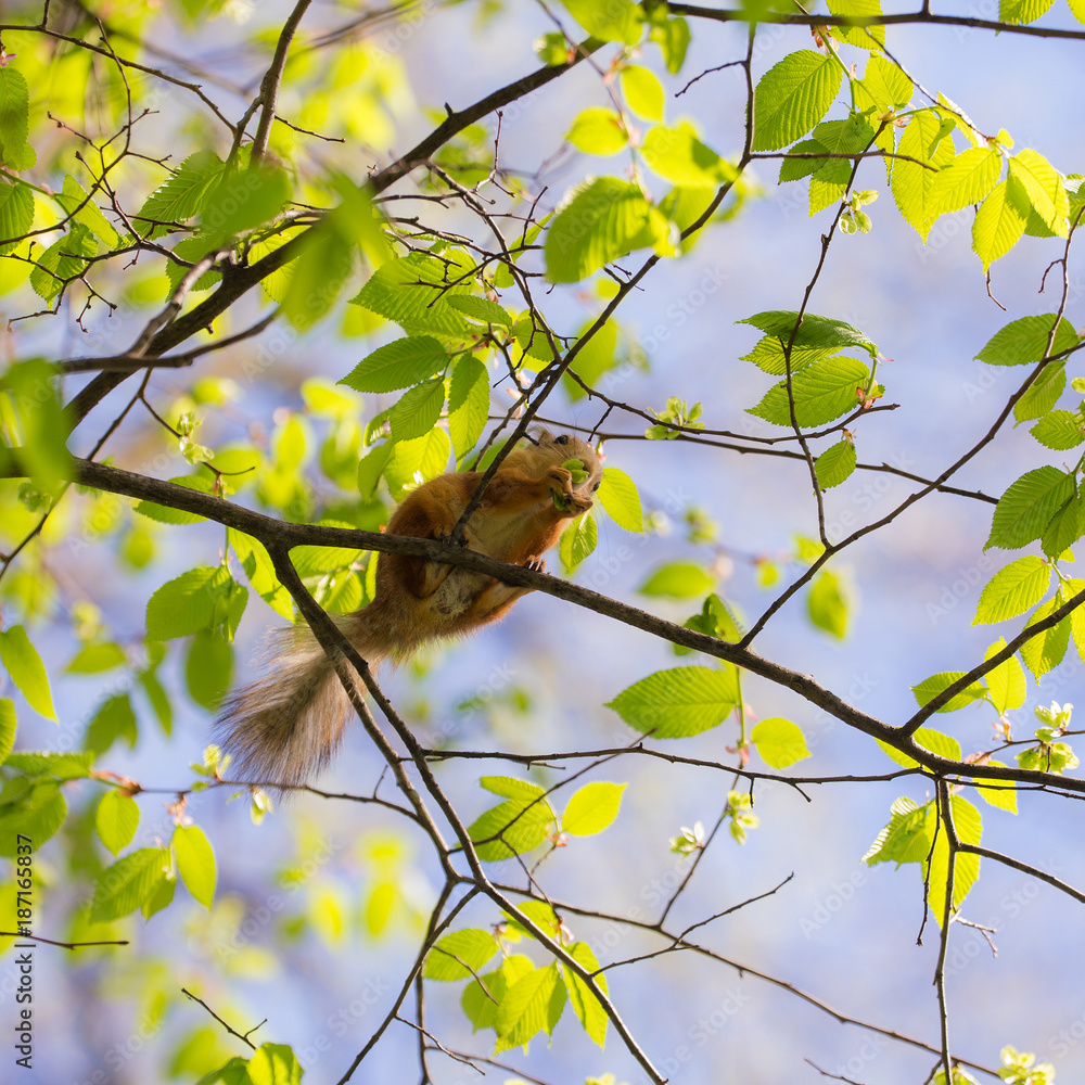 Obraz premium squirrel in spring