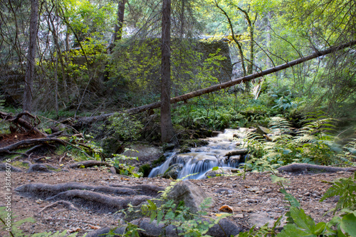 Fallen tree branch over river with small cascading waterfalls