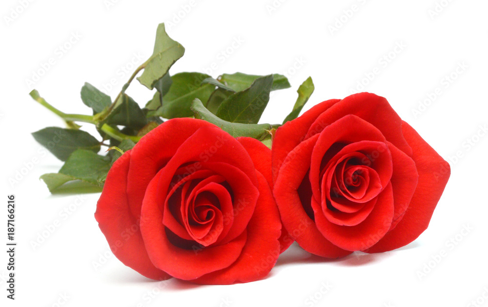 Naklejka premium A bunch of red roses