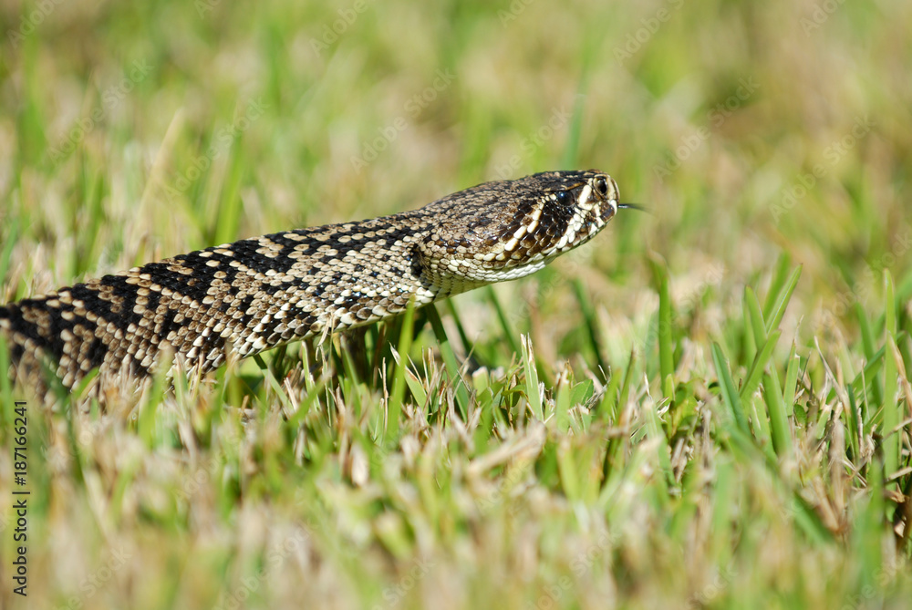 Fototapeta premium Crotalus adamanteus
