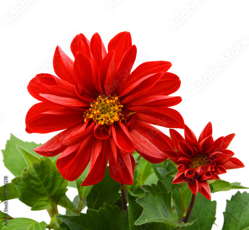 Red dahlia isolated on white background