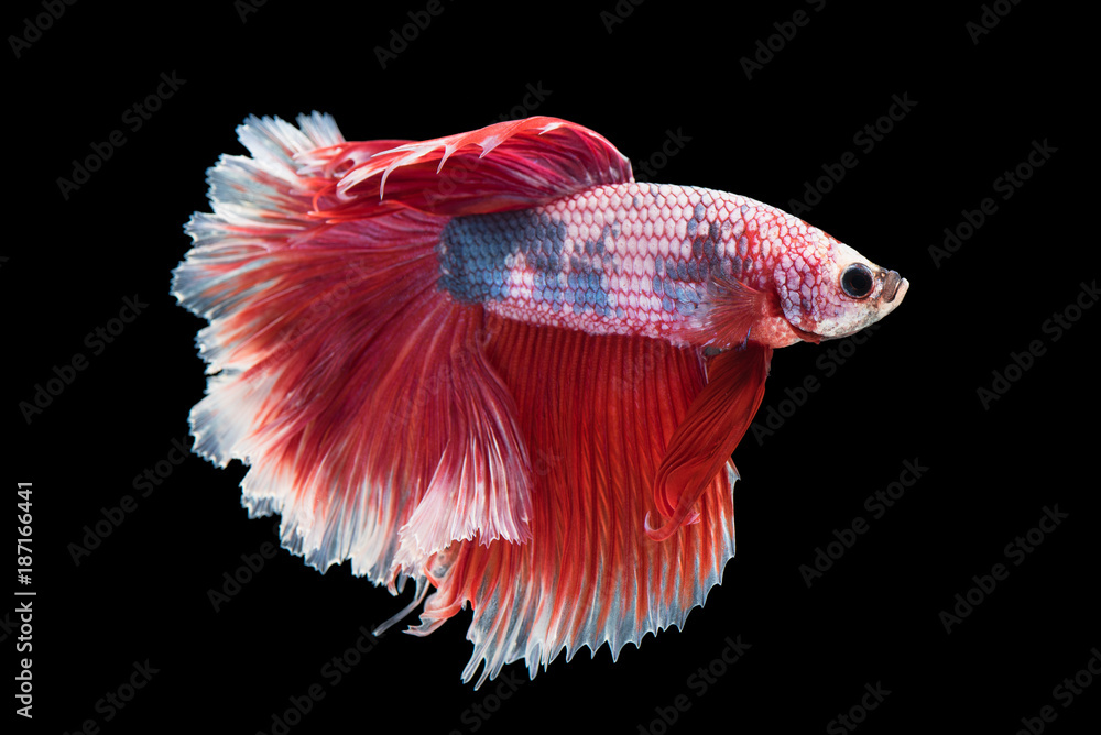 beautiful betta splendens isolated on black background beautiful betta splendens isolated on black background