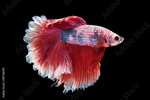 beautiful betta splendens isolated on black background