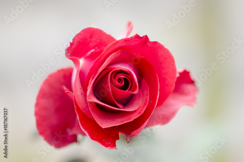 Valentine s Day Roses