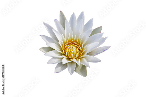 The lotus split on a white background.