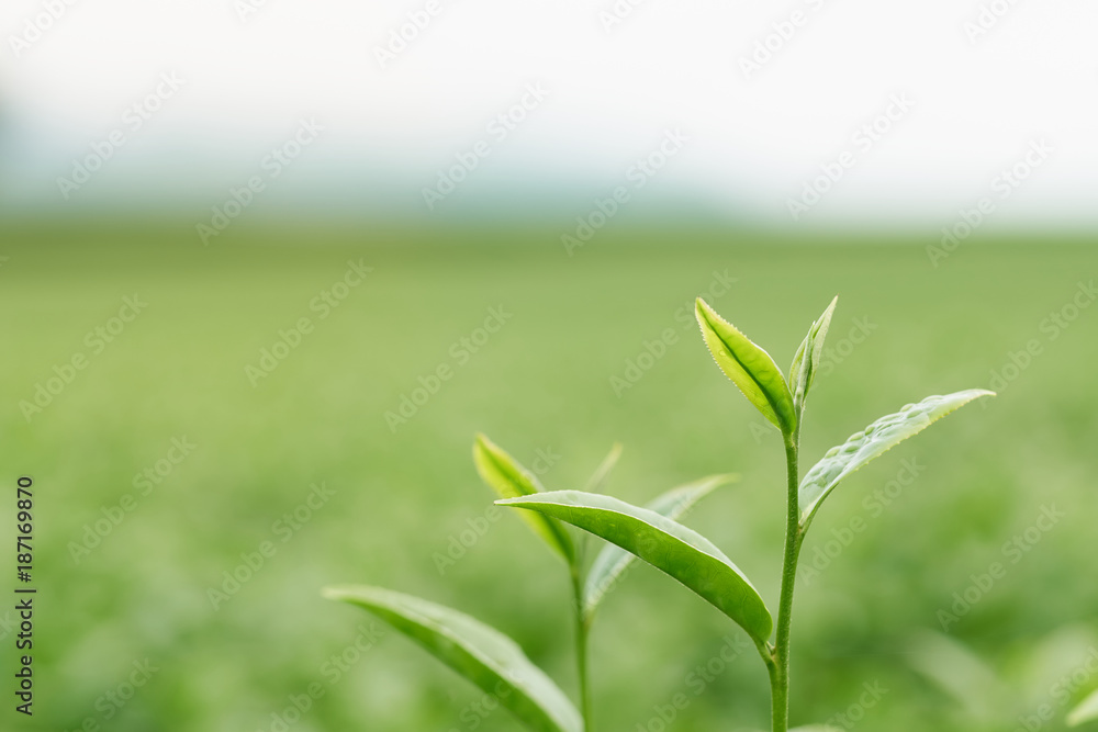The tea leaves grow in the middle of the tea plantation.  the new shoots are soft shoots. Water is a healthy food and drink. as background Healthcare concept with copy space for your text or design