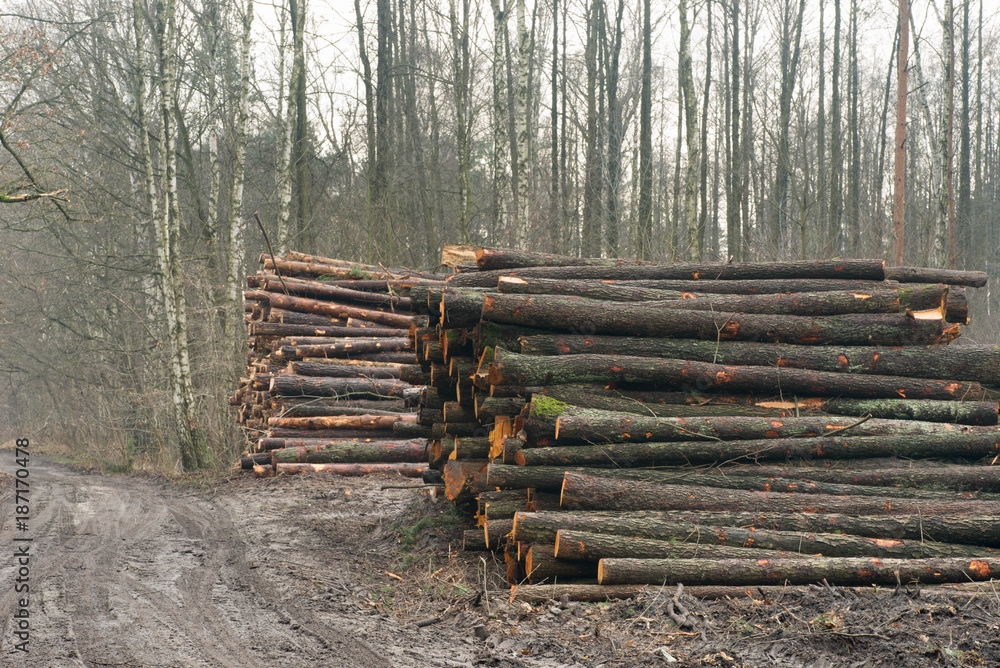 pile of cut tree logs pile of cut tree logs