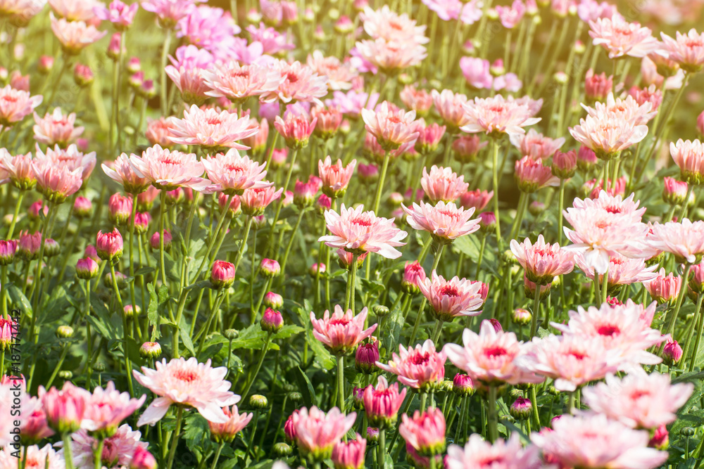 Beautiful of Chrysanthemums flowers outdoors,Daisies in the agriculture garden,Chrysanthemums in the Park