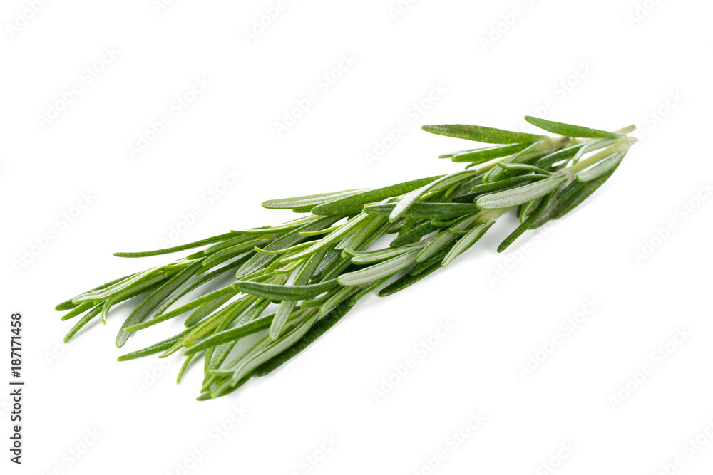 Fototapeta premium rosemary isolated on white