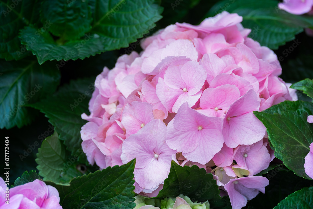 Spring scenes of pink and purple hydrangea blooming flowers in the garden with abstract green soft nature background and wallpaper Spring scenes of pink and purple hydrangea blooming flowers in the garden with abstract green soft nature background and wallpaper