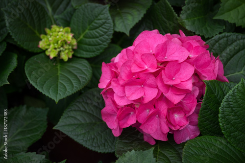 Spring scenes of pink hydrangea blooming flowers in the garden with abstract green soft nature background and wallpaper