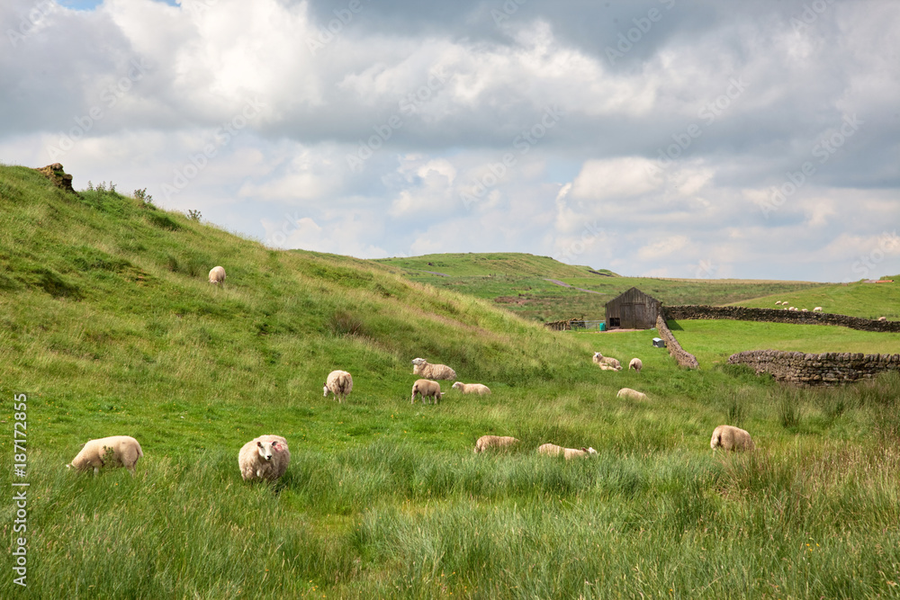 Obraz premium Sheep Grazing in Northumberland