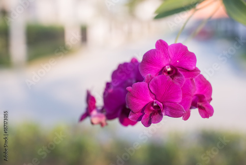 Beautiful orchid flower natural background  copy space.