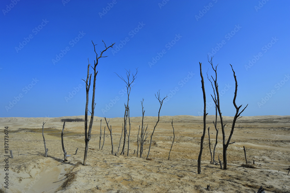 Dry desert landscape of trees