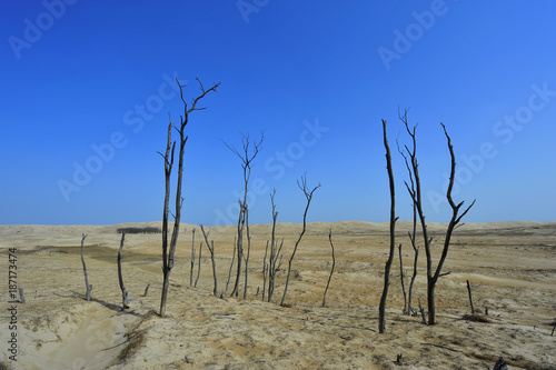 Dry desert landscape of trees