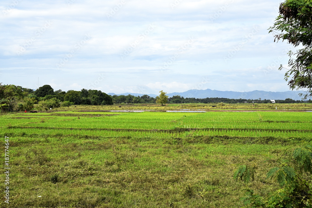 Santiago City Sightseeing, Road and city view, Rice Fields,Philippines.