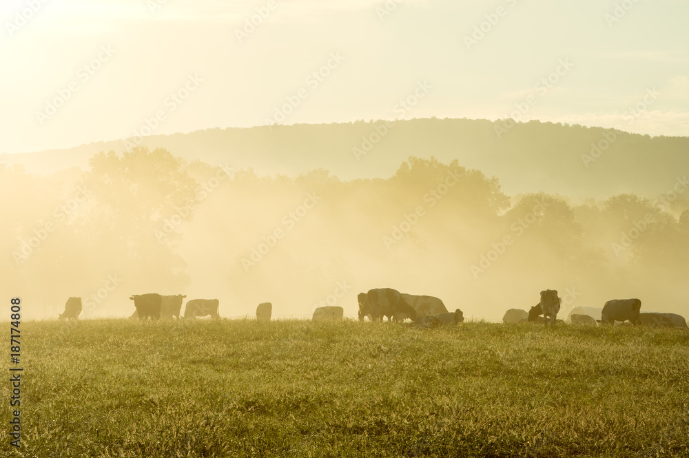 Fototapeta premium Cows in the Misty Morning Sunrise