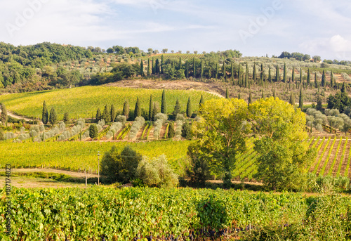 Vivid Tuscan autumn countryside with vineyards and pine trees near Montalcino, Italy