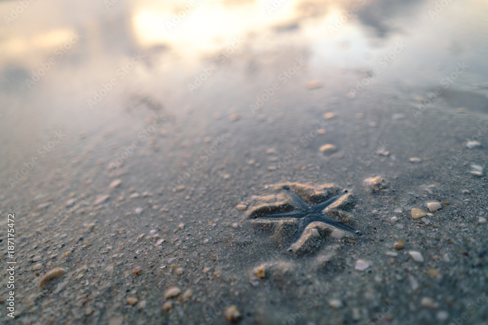Starfish in the sand with sunset reflection Starfish in the sand with sunset reflection