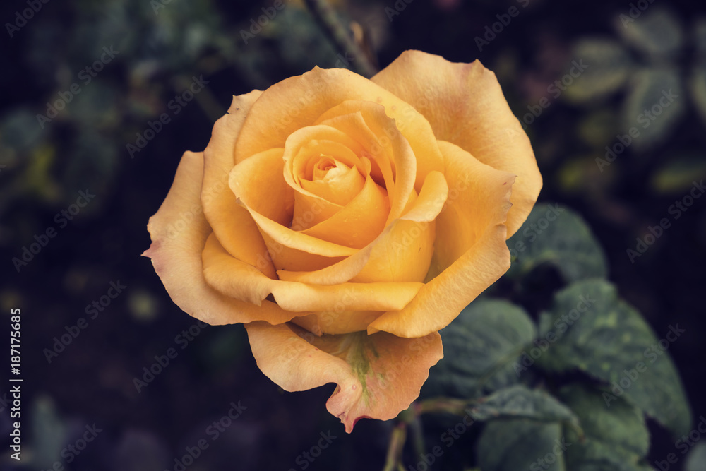 Beautiful close-up of orange rose with green leaves in the rose garden. Beautiful close-up of orange rose with green leaves in the rose garden.