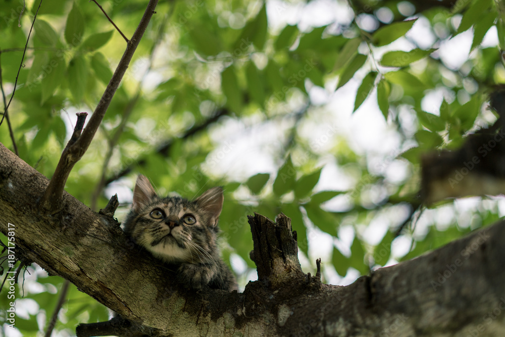 Fototapeta premium Kitten cat in tree above - Looking up 1