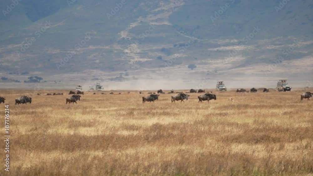 Wildebeest walking through the Ngorongoro Crater National Conservation Area, Tanzania Wildebeest walking through the Ngorongoro Crater National Conservation Area, Tanzania