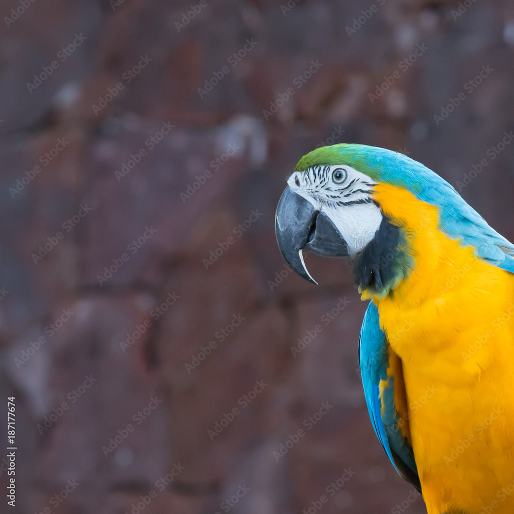 Portrait of blue-yellow parrot macaw Portrait of blue-yellow parrot macaw