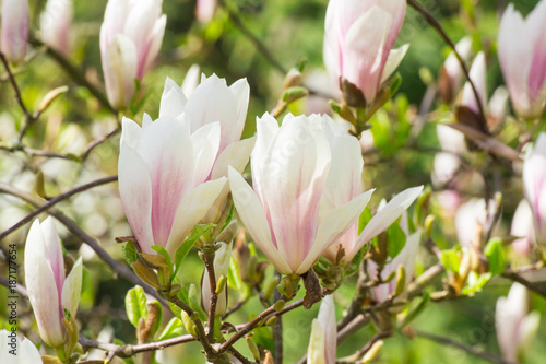 Blooming colorful magnolia flowers in garden or park