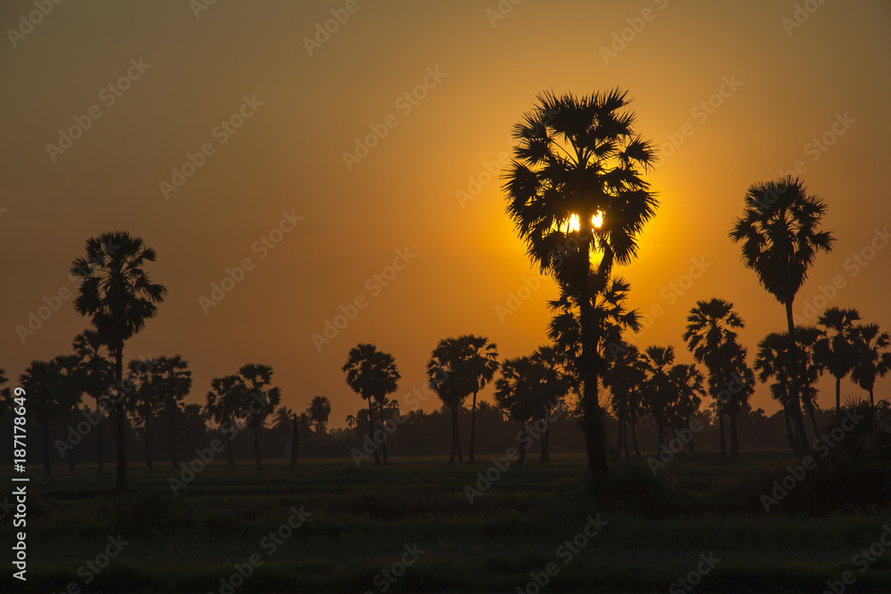 Sugar Palm Tree and greenery rice fields on Orange Sky