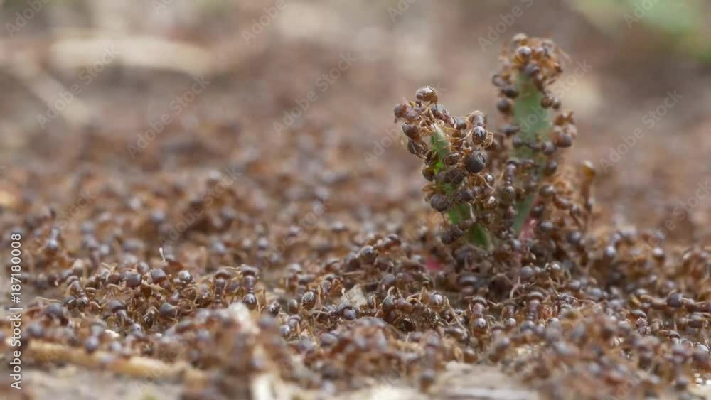 An army of ants