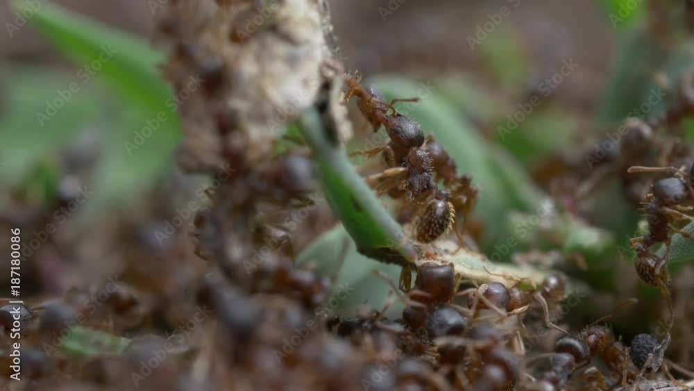 Ants battle Ants battle