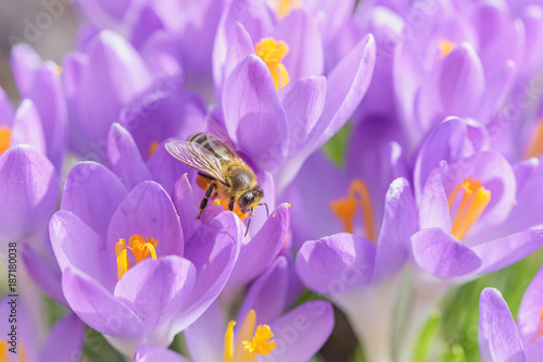 Bee picking pollen from crocus flower. Early spring close-up flowers and working honeybee.