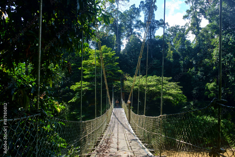 Fototapeta premium Danum Valley in Sabah 3, Malaysian Borneo