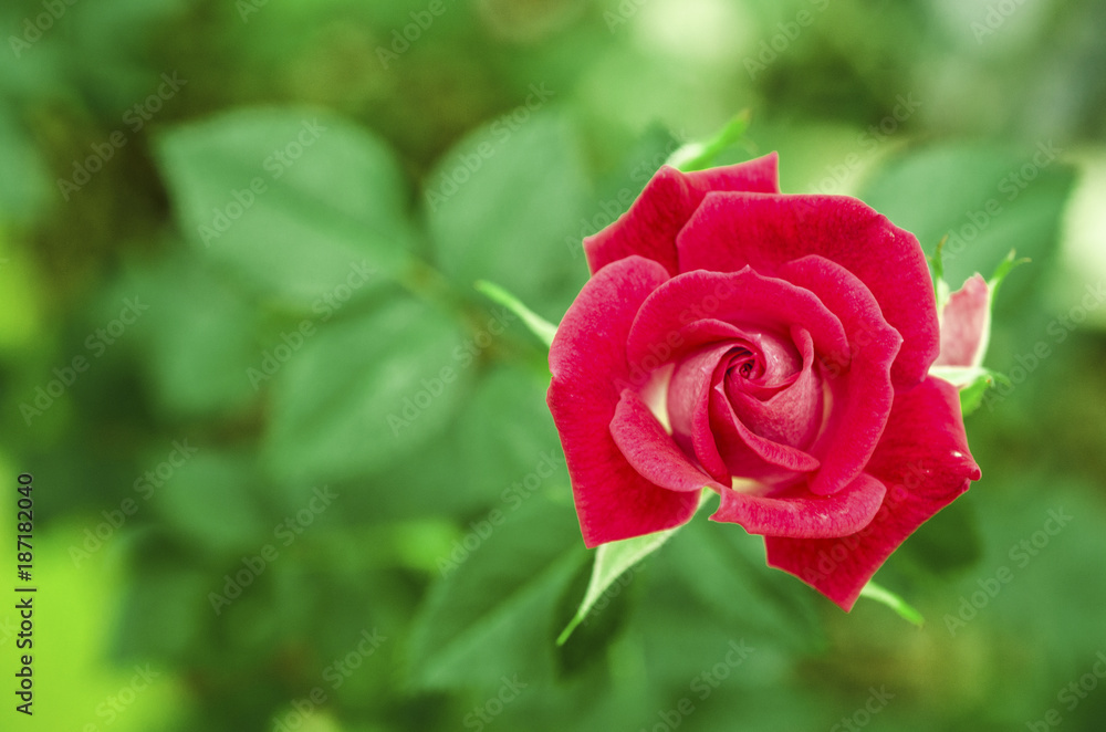 Red rose blur Valentine's Day Red rose blur Valentine's Day