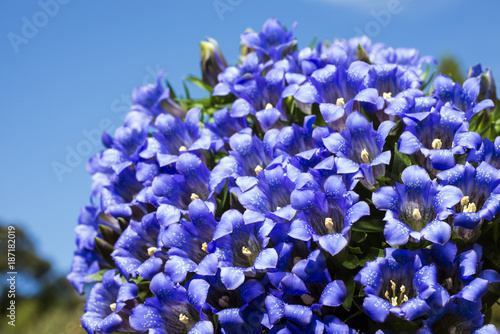 Fototapeta Naklejka Na Ścianę i Meble -  青空の下の沢山のリンドウの花花