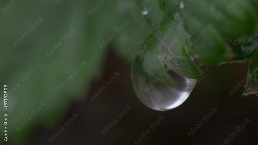 Rain drop on the leaf Rain drop on the leaf