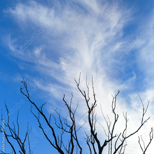 Branches of the dried-up tree against the background of the blue sky with clouds.