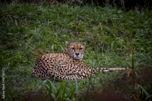 Angry cheetah lying on the grass.