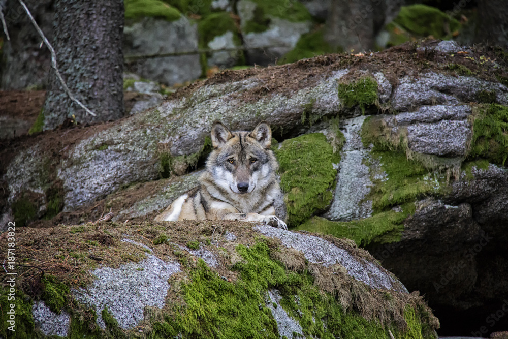 Fototapeta premium Wolf lying on the rock