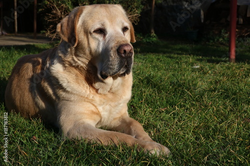  Beautiful Labrador posing 