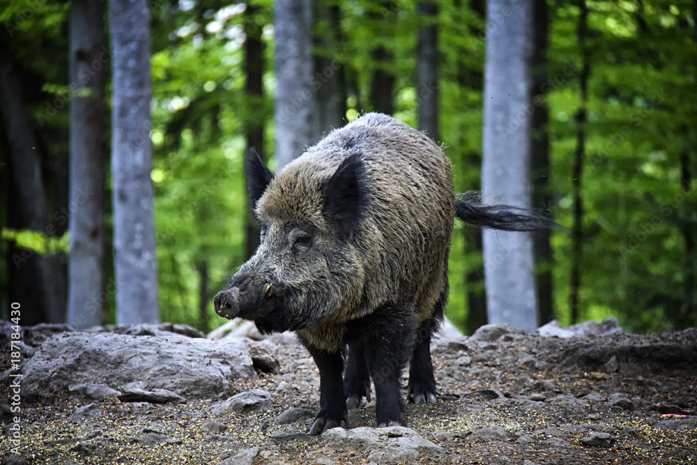 Wild boar. Tier-freigelände, Neschonau Wild boar. Tier-freigelände, Neschonau