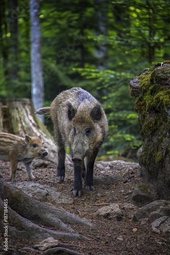Wildboar with piglet.