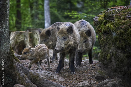 Wildboars in forest.