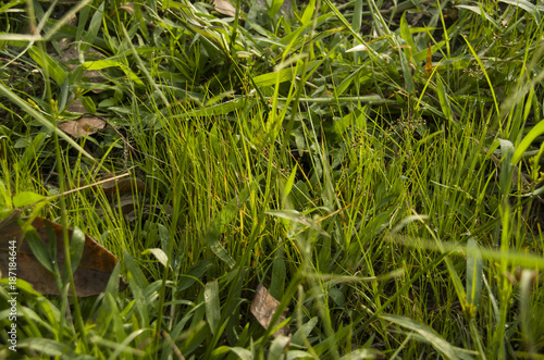 texture grass stock images