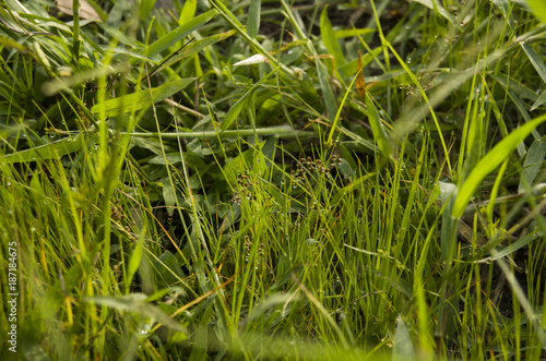 texture grass stock images